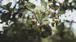 The Sustainability of Cashews: Exploring Eco-Friendly Practices in Cashew Production